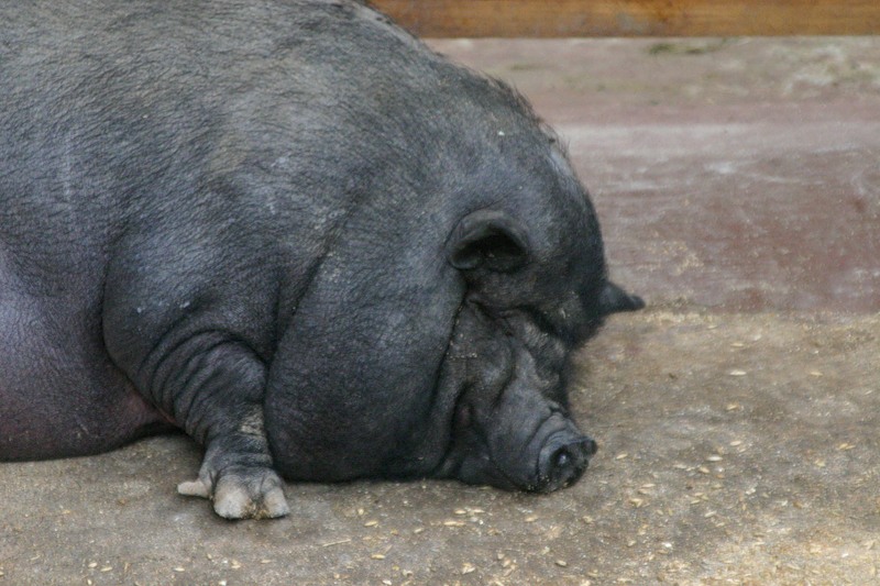 Любов свині до себе полягає в тому, щоб наїстися від пуза і лягти в затишну калюжу.